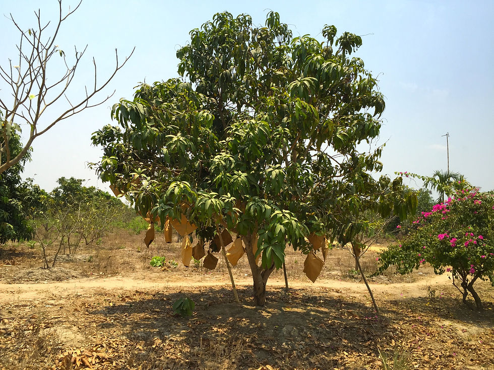 Myanmar Mangoes