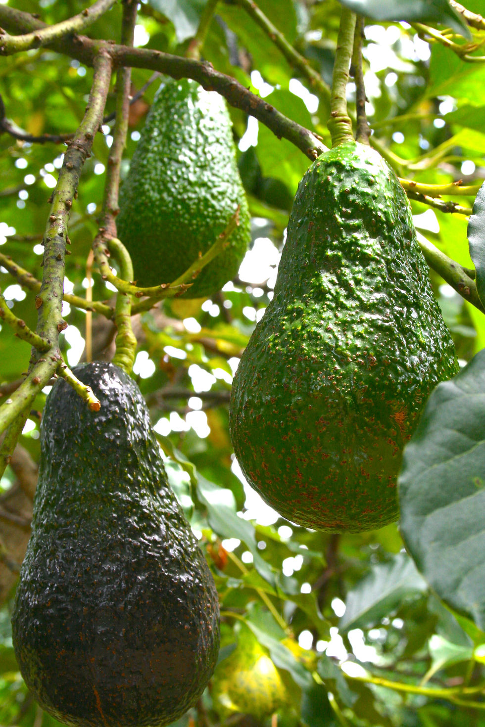 Myanmar Avocados