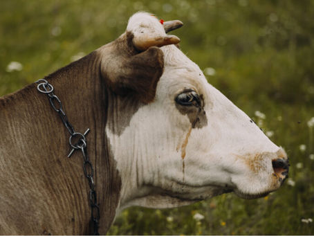 ¡ALERTA ROJA EN LOS RODEOS! La Tristeza Bovina se devora US$ 128 millones y amenaza la ganadería argentina