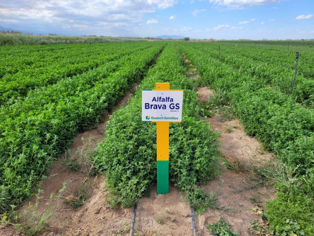 ¿Alfalfa para Dubai o negocio para pocos? El regreso de San Juan al mercado árabe que expone nuestras deudas logísticas