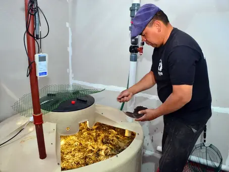 ¡El milagro del lúpulo en Villa Regina! De 7 días a solo 1: la revolución de Rubén Viana