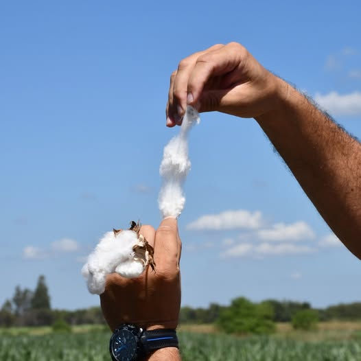 Nace FELPA: El algodón que desafía a Egipto y Perú