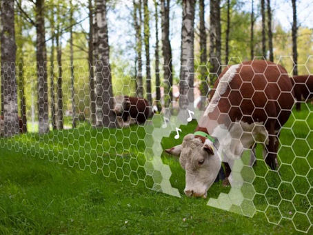 ¡El fin de los alambrados! La tecnología de cercos virtuales que permite pastorear vacas desde el celular