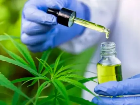 ¡Histórico! La Patagonia tendrá la primera Maestría en Cannabis Medicinal de América Latina