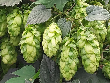 ¡Lúpulo platense! El avance científico que desafía al paralelo 35 y revoluciona la cerveza artesanal