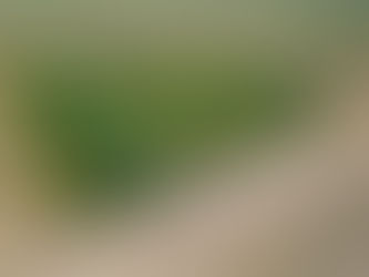 Cáñamo en el monte santiagueño: el nuevo "oro verde" que desafía al calor y promete revolucionar la industria