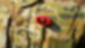Red poppy pinned on ADF uniform