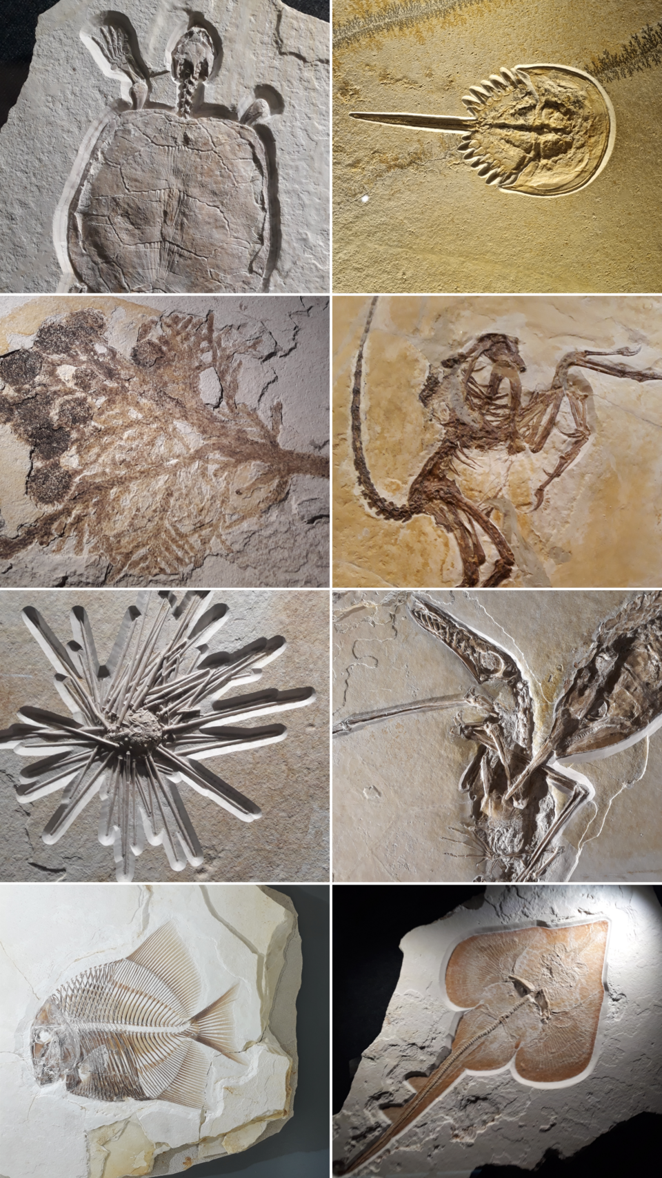 Leonardo da Vinci and the Fossils That Challenged Conventional Wisdom