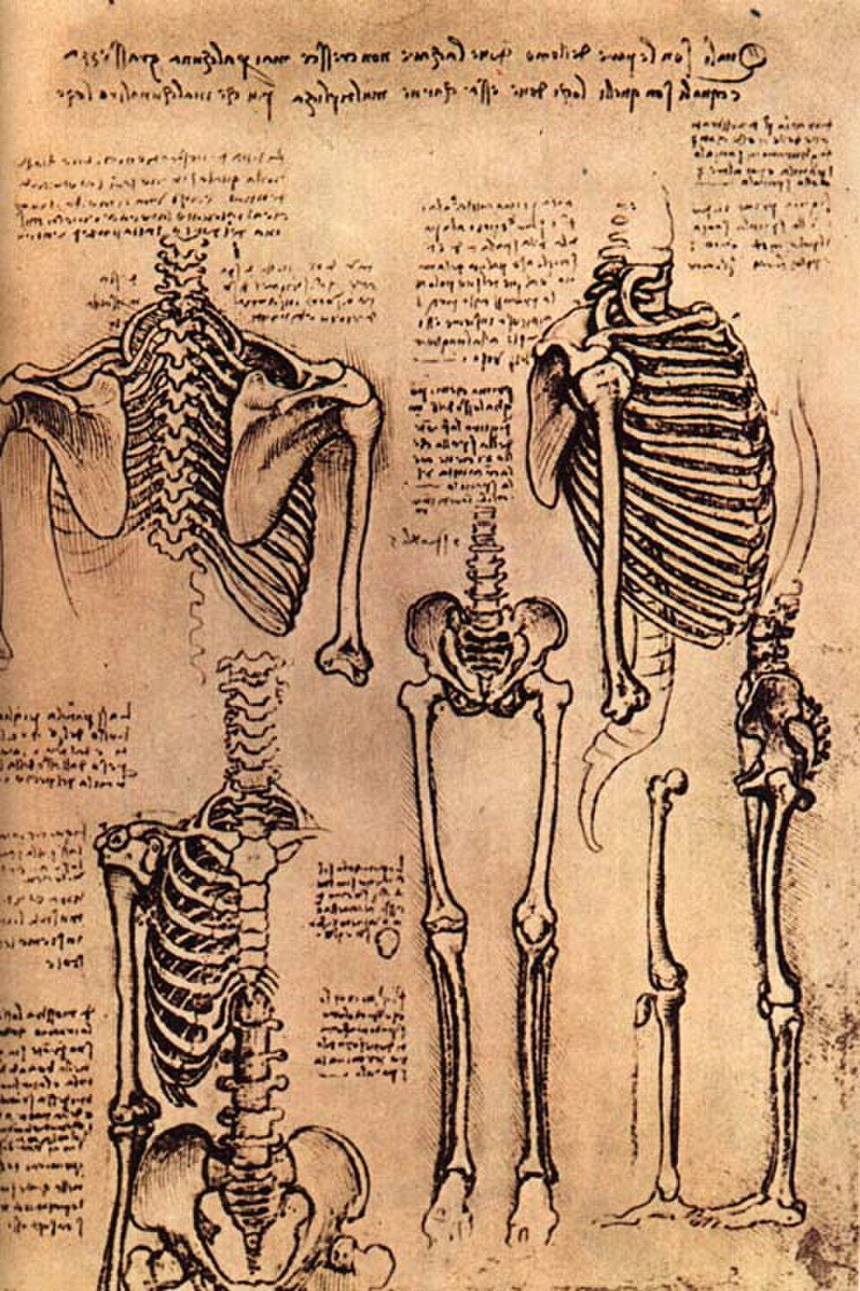 Are Leonardo da Vinci’s Bones Actually in His Tomb?