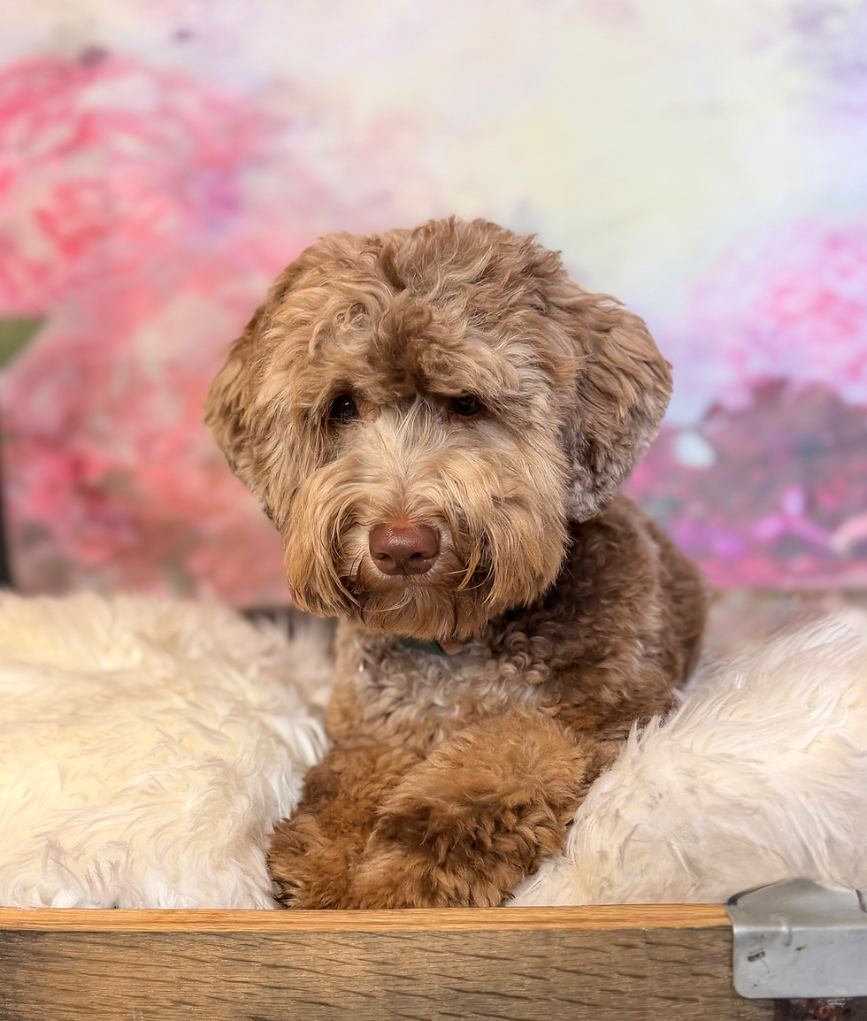 Chocolate Merle Australian Labradoodle