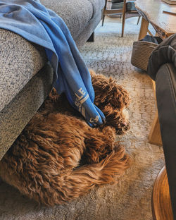 Gracie dark caramel tuxedo Australian Labradoodle