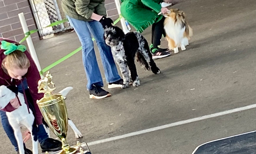 Australian Labradoodle in 4h dog show