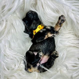Wolf sable black phantom Australian Labradoodle puppy