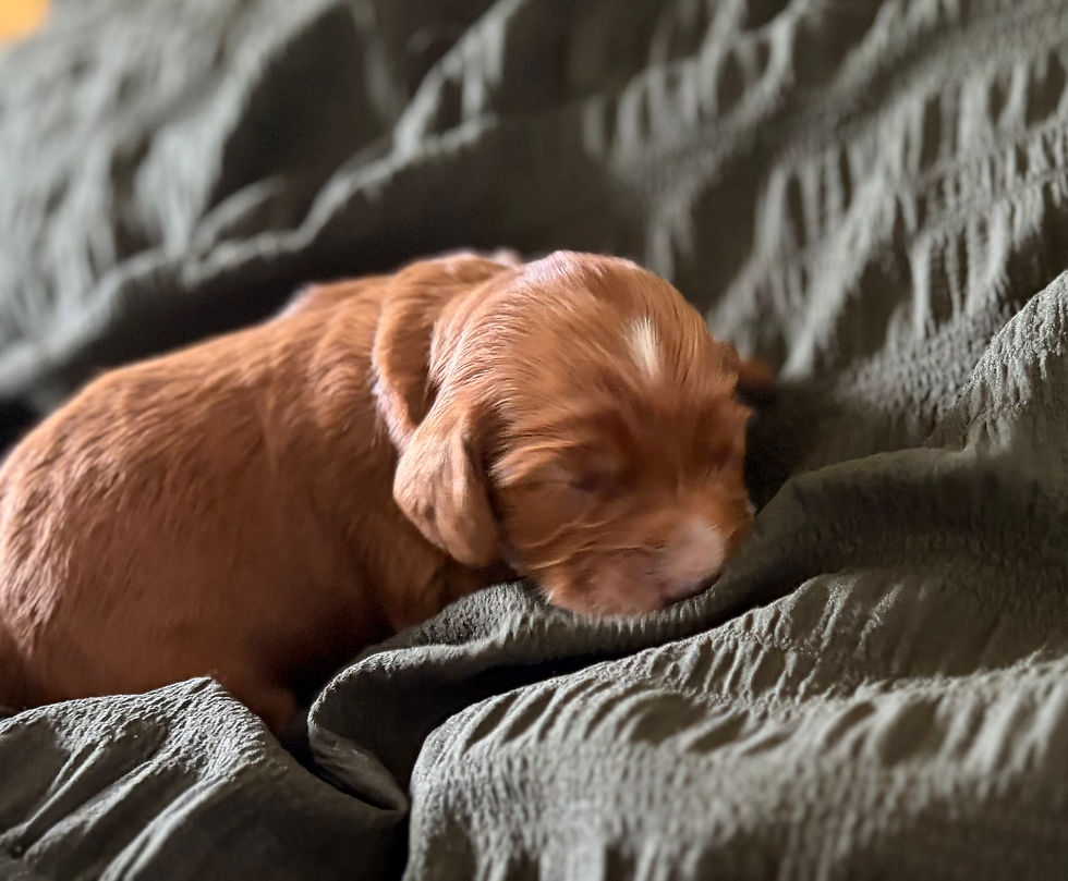 Pretty Poppy 1 Week old red tuxedo Australian Labradoodle
