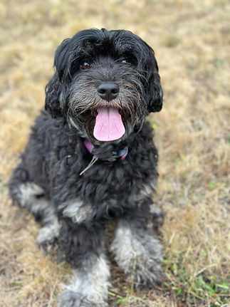 Moonlit Acres French Riviera