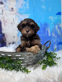 Moonlit Acres I love You to Pieces.JPG