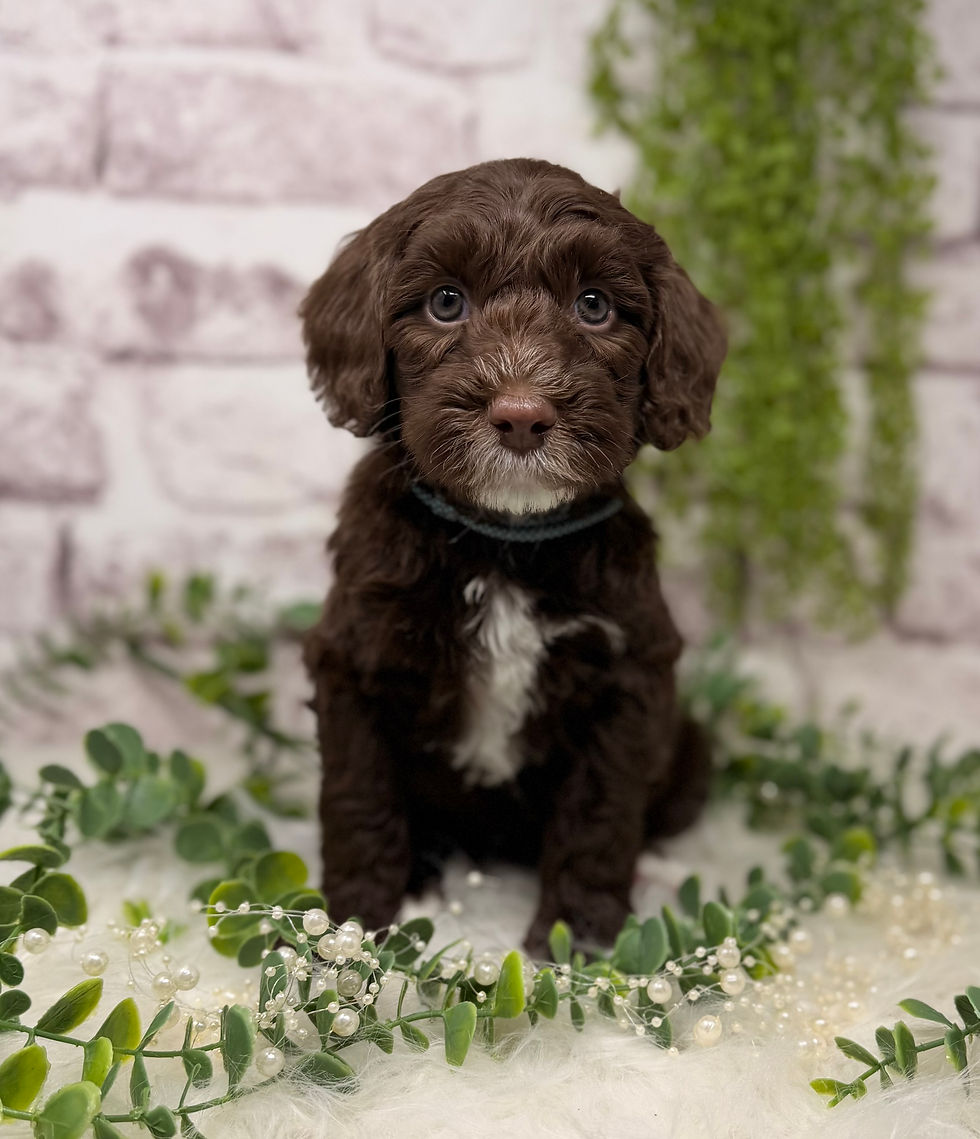 Copper chocolate tuxedo ALD