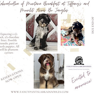 Labradoodlea of Montana Breakfast at Tiffany's and Moonlit Acres Bo Jangles.jpg