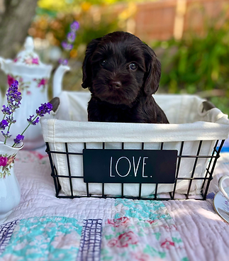 chocolate roan Australian Labradoodle Fancy Pants Labradoodles