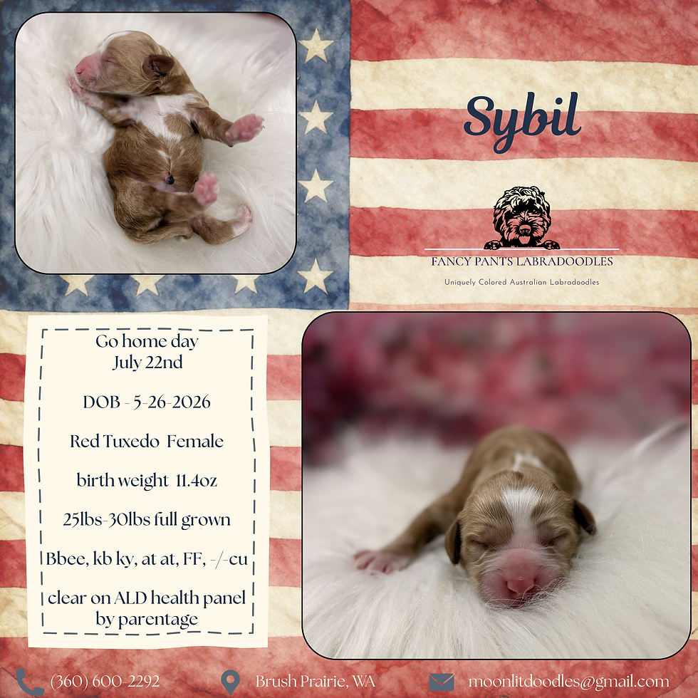 Sybil day 1