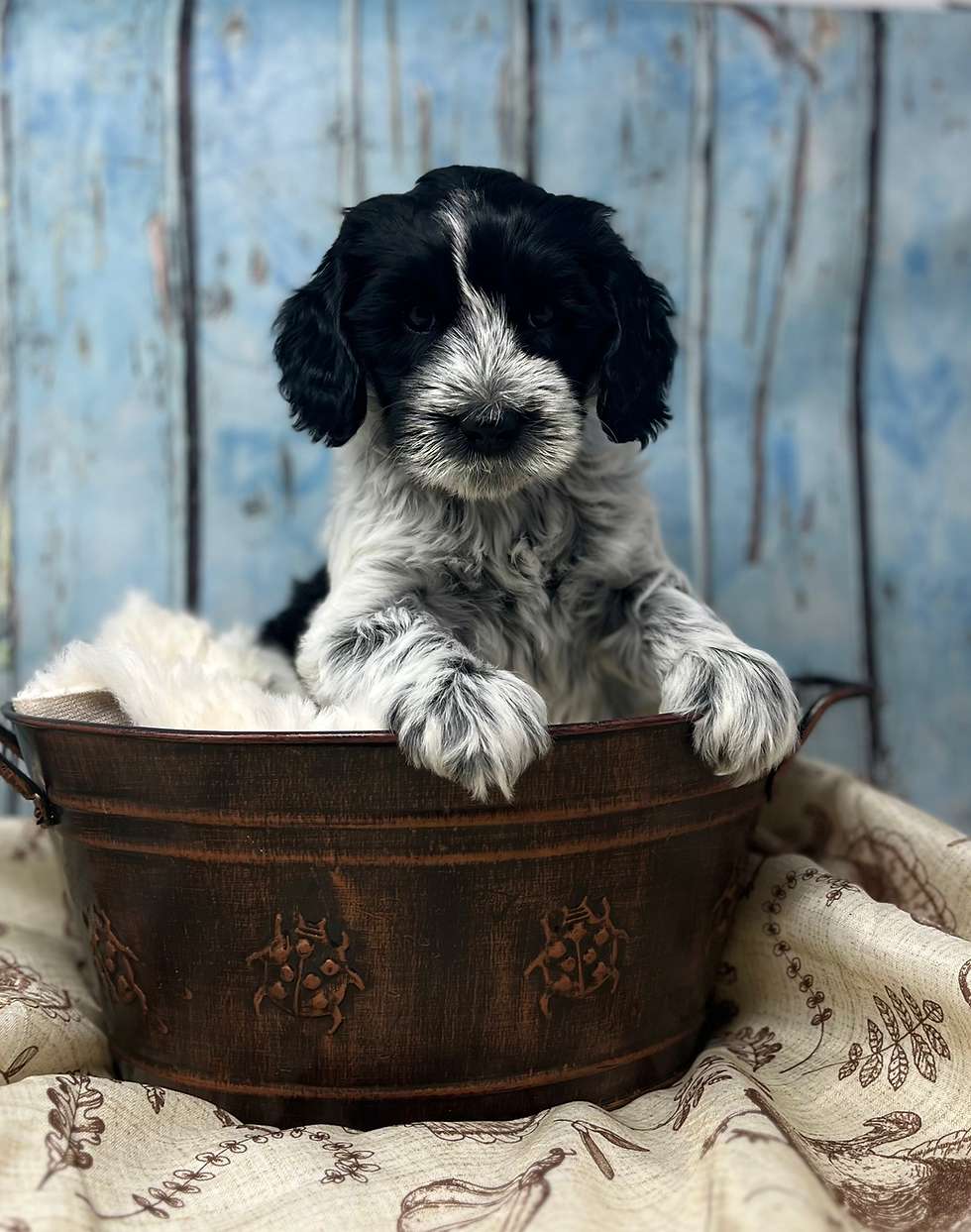 Mistletoe a Black parti roan australian labradoodle