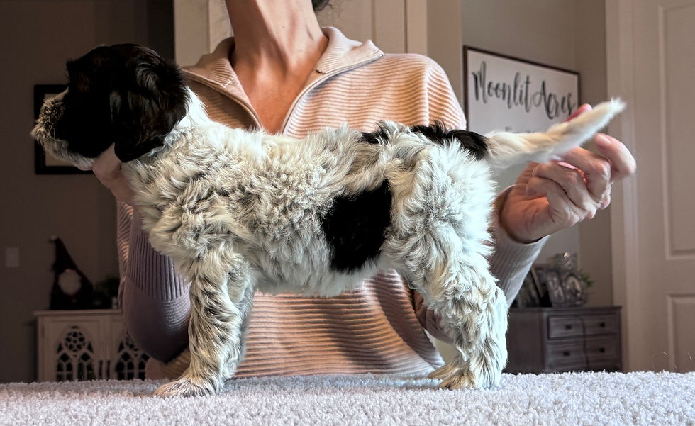 Mistletoe a Black parti roan australian labradoodle