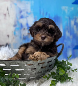 Moonlit Acres I love You to Pieces