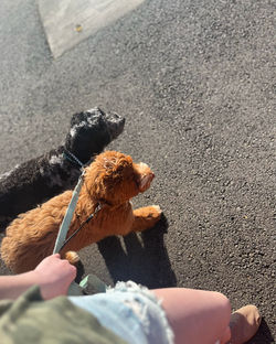 Lake City Throne of Grace caramel tuxedo Australian Labradoodle