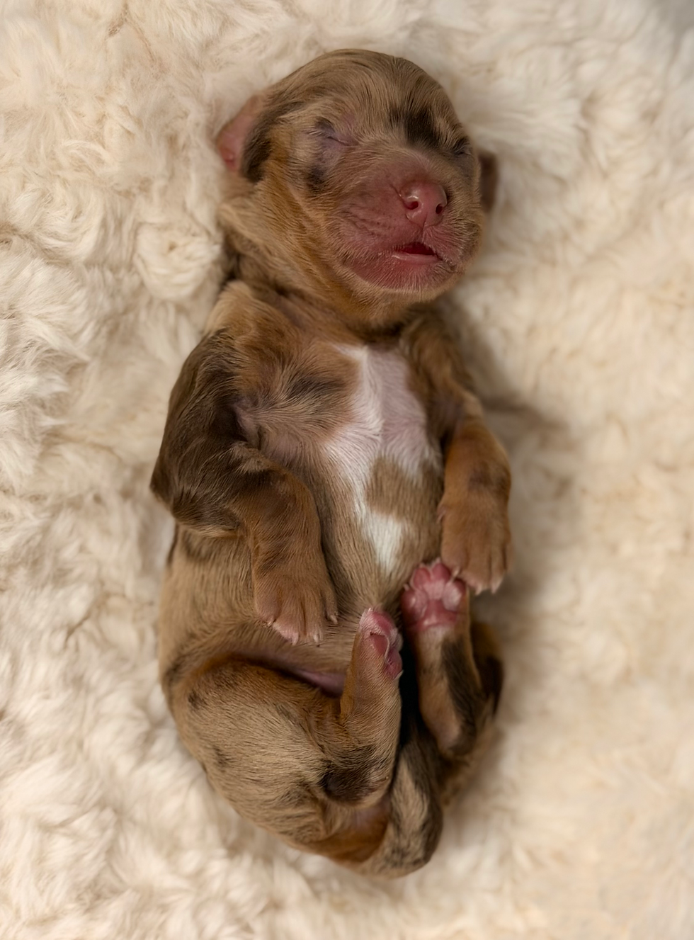 Elsa Peretti Chocolate Merle female ALD