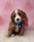 Red tuxedo Australian Labradoodle.jpeg