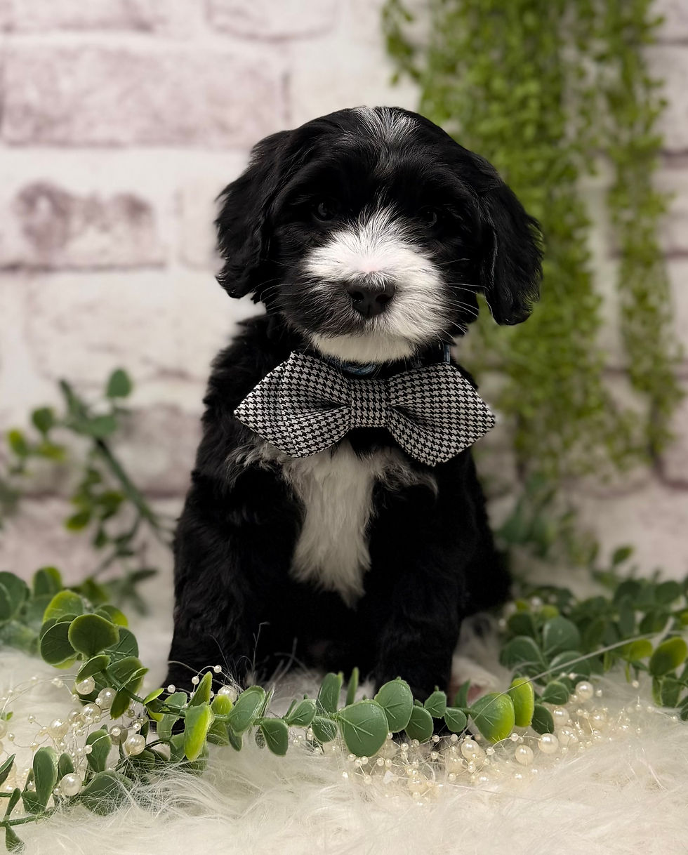 ALD Black Tuxedo male