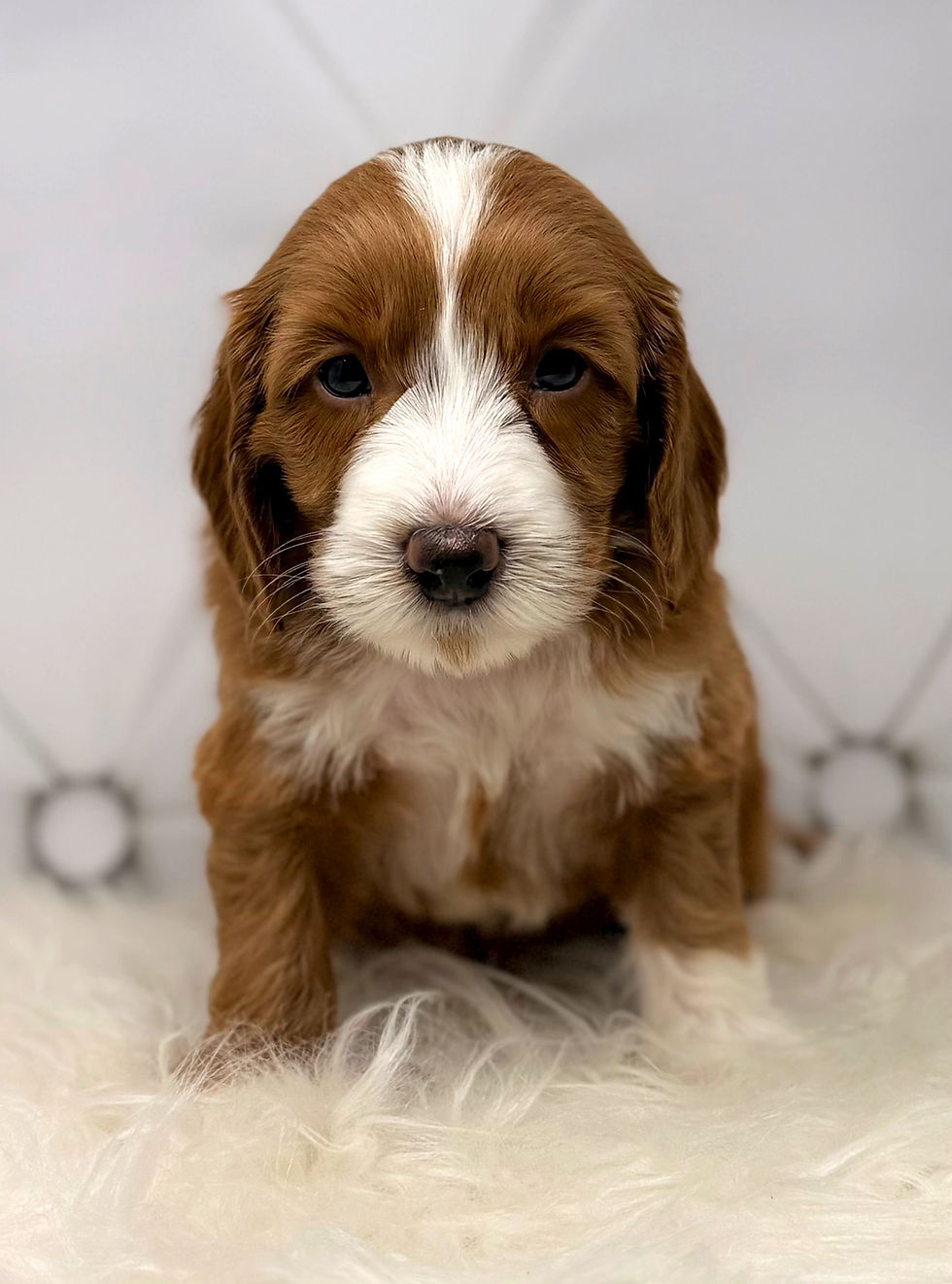 General Washington 5 Weeks old red tuxedo Australian Labradoodle