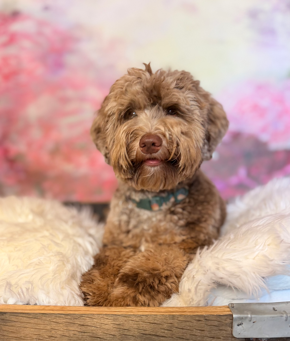 Chocolate Merle Australian Labradoodle