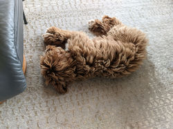 Caramel tuxedo Australian Labradoodle