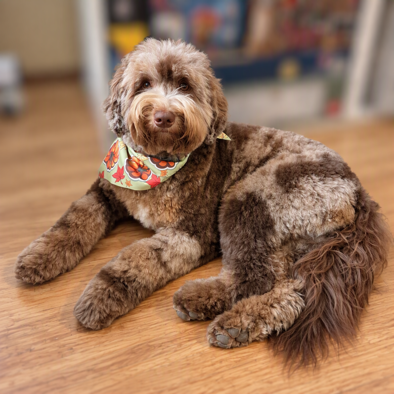 chocolate merle australian labradoodle