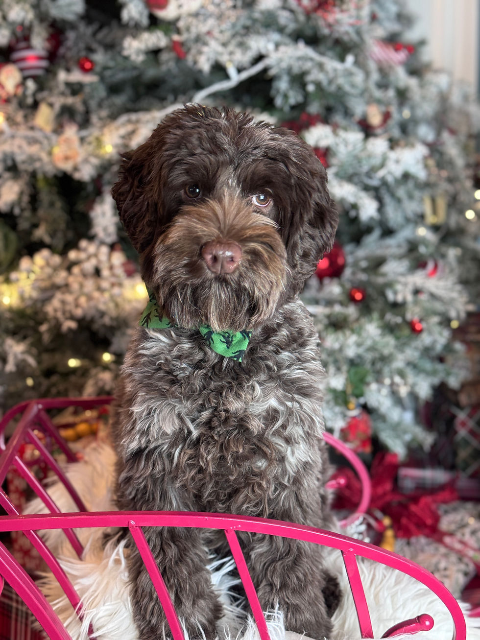 Double roan dark chocolate Australian Labradoodle Moonlit Acres Golden Boy Fort Knox