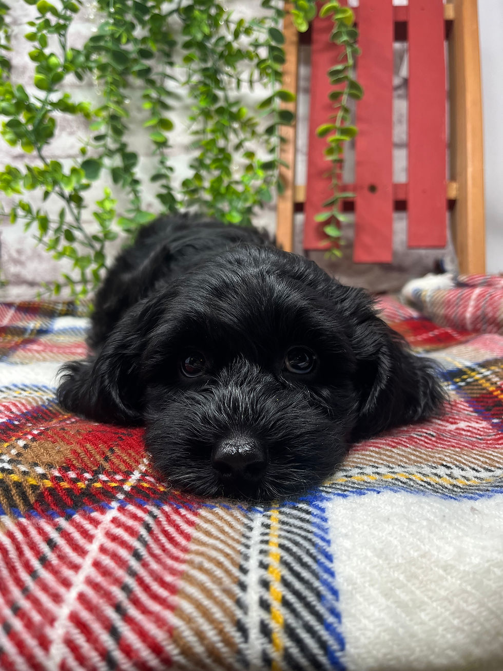 Charlie Brown black roan australian labradoodle