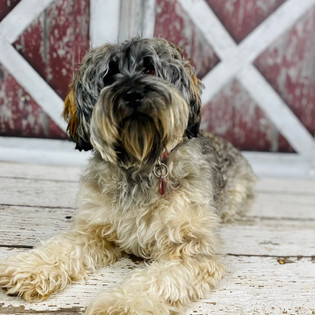 Wild Agouti Phantom Australian Labradoodle.jpeg