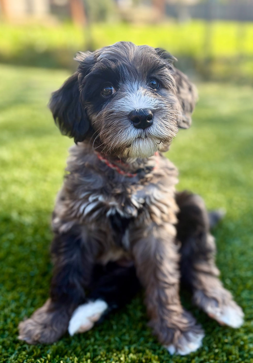 Zirconium Blue Merle ALD