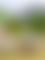 Nordsee-Urlaub für Mensch und Hund: hyggeliges Ferienhaus in Schobüll mit Meerblick.