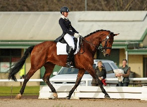 2014 Saddleword victorian dressage festival