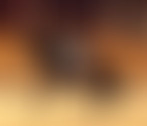 Boogie Woogie wins in Ankum, Germany