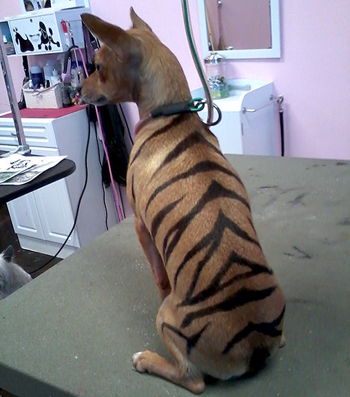 Chip in tiger stripes