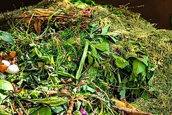 green_waste_removal_rotorua.webp