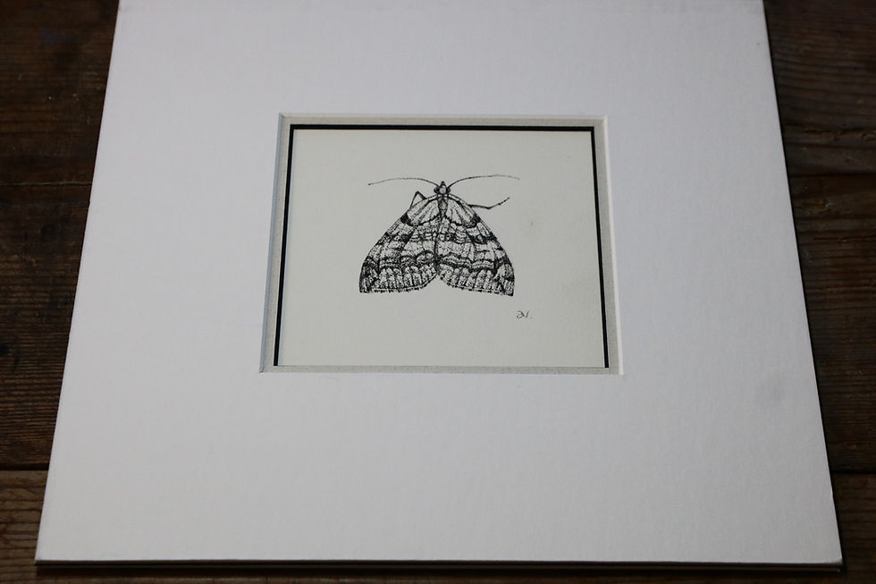 Juniper Carpet Moth Pen and Ink Drawing