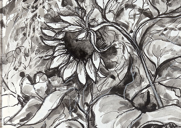 sunflower.tif