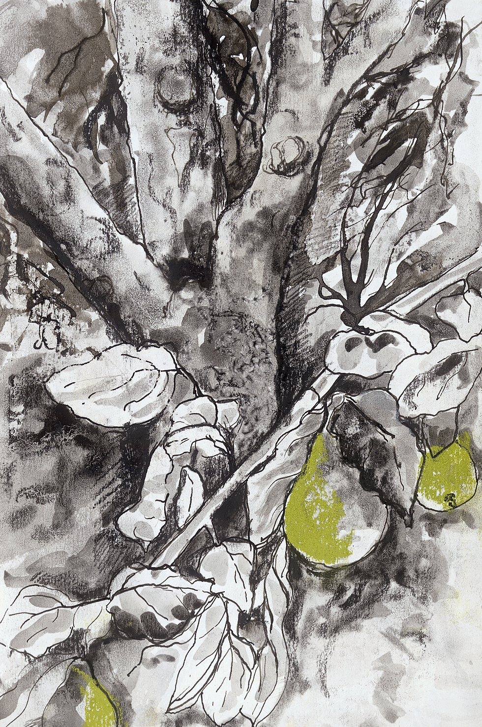 Pen and ink drawing of a quince on a leafy branch, dip pen and Indian ink wash with pastel fruit, giclée print.