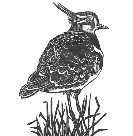 Lapwing (2).jpg