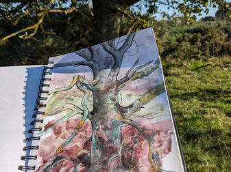 A mixed media drawing of a young oak on Wortham Ling, Suffolk in October