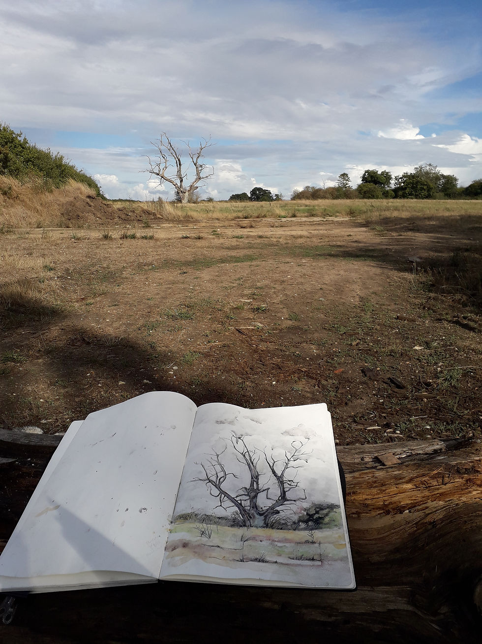 Thumbnail: Sketch for Wortham Oak Drypoint engraving by Deborah Vass